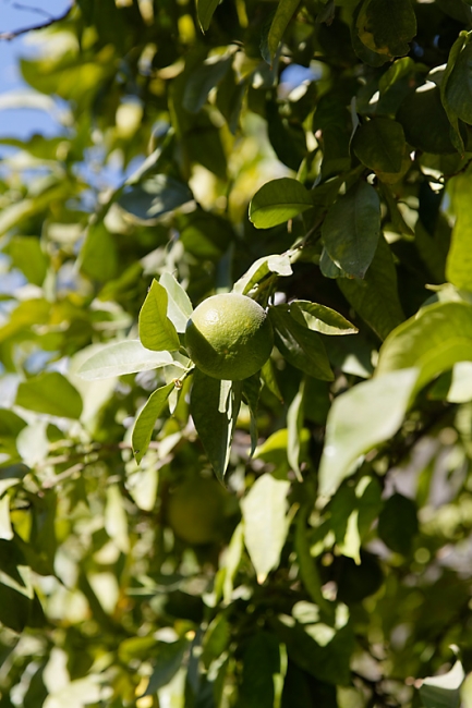 Chiraz-Mausolée du poète Sâdi-042